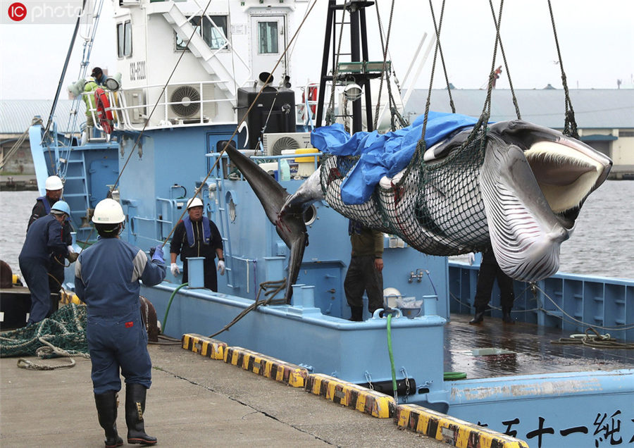 日本重启商业捕鲸，第一头是一只小须鲸
