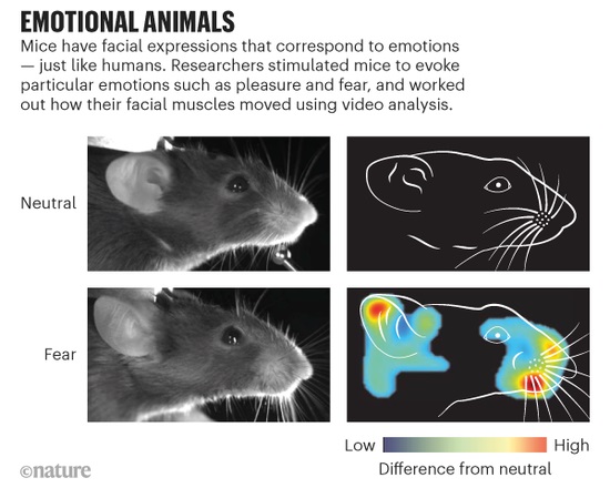 加州理工学院研究人员 成功破译老鼠面部表情