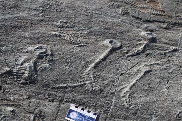 纽芬兰海岸发现5亿年前生活在海底的 叶状形态类生命体化石