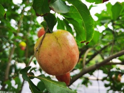 酥梨種植挑戰賽 阿里云、鄭果所聯合研發的“數字種植模型”參賽