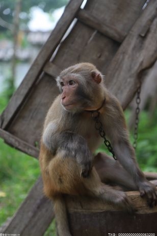 巴西夜猴宝宝“柚子”在长隆野生动物世界与游客首次见面