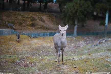 佛山长鹿旅游休博园的动物王国为数百种动物们准备了一顿别致的“团年饭” 让动物们也享受了一番过春节的“仪式感”