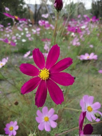 元宵节前夕 汤圆和鲜花成为各大商超和零售品平台的热销搭档