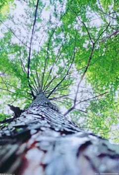 宁夏中卫市林业和草原局积极开展春季园林树木修剪工作