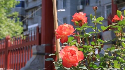 漳州市詔安縣：開展保護野生動植物活動