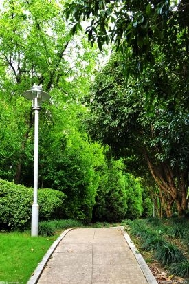 广州增城区永宁街积极开展植树 巡河活动促进生态文明建设